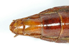 CollectionObject 1562190; 7ec37f18-4fc0-47f8-a8d0-d486ffd955ca: copyright ZMB, Berlin. female: end of abdomen, ventral view (paratype). (CollectionObject).