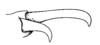 Rhammatocerus alticola (Hebard, 1923): Pl. 13. Fig. 4 (after type). male, internal spurs of hind tibia. (Otu).