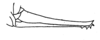 Ceuthophilus (Ceuthophilus) crassifemoris Hubbell, 1929: Fig. 161. Ovipositor. (Otu).