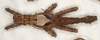 Haaniella gorochovi Hennemann, Conle, Brock & Seow-Choen, 2016: copyright ZIN, St. Petersburg. male, dorsal view (paratype). (Otu).