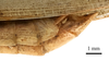 CollectionObject 1538219; 5884eb50-cf75-4c3d-82f3-91c474465706: male tip of abdomen, lateral view (holotype). (CollectionObject).