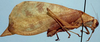 Leptoderes ornatipennis Serville, 1838: male, lateral view. (Otu).