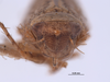 Head on Texananus (Texananus) denticulus (Osborn & Lathrop, 1923): (Observation).