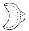 Connective on Coarctana vilavelha Domahovski & Cavichioli, 2023: Male holotype [DZUP]: connective, dorsal view. (Observation).