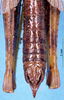 male abdomen, dorsal view (holotype). Depicts CollectionObject 1505077; 3dce1d0a-95e9-402f-966b-f21600bd4283, a CollectionObject.