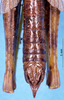 male abdomen, dorsal view (holotype). Depicts CollectionObject 1505077; 3dce1d0a-95e9-402f-966b-f21600bd4283, DORSA D012AM01, a CollectionObject.