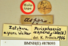 Hyposphaeria aspera (Walker, 1868): Holotype, male, labels. BMNH(E)#878093. (Otu).