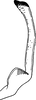 Stylus: !! display not done !! on Pediopsoides (Sispocnis) kogotensis (Matsumura, 1912): Stylus. (Observation).