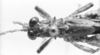 CollectionObject 1524865; 4003504b-c814-44e8-9574-2fa34cf485a1: male, head and pronotum, dorsal view (holotype of Nicarchus enyalius). (CollectionObject).