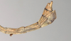 CollectionObject 1562041; NMW 1067, a3f34c3a-d151-4d60-bc9d-6a990a290505: copyright NMW, Vienna. male: end of abdomen, lateral view (holotype). (CollectionObject).