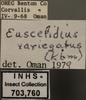 Other: !! display not done !! on Euscelidius variegatus (Kirschbaum, 1858): Labels. Labels for the darker colored variation, images of dorsal, lateral and face. (Observation).