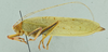 CollectionObject 1532034; 2d020a22-afbf-444f-a5ce-26692f31f857: male habitus, lateral view (syntype). (CollectionObject).