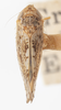Habitus, dorsal view: !! display not done !! on Prescottia brickellia Ball, 1932: (Observation).