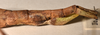 CollectionObject 1557052; b05ff683-8c60-4212-aaa3-e99ec2ddf0cd: copyright OUMNH. female: end of abdomen, lateral view of Phasma (Diura) japetus (holotype). (CollectionObject).