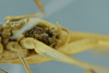 CollectionObject 1532416; 866c5a57-c9a2-454c-b2cc-5404c2515acf: male terminalia, ventral view (syntype). (CollectionObject).