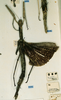 copyright CUMZ, Cambridge. female of Anchiale confusa (syntype). Depicts CollectionObject 1557043; 598e789f-1be2-47b4-b2a7-ea4927cd5c96, a CollectionObject.