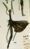 CollectionObject 1557043; 598e789f-1be2-47b4-b2a7-ea4927cd5c96: copyright CUMZ, Cambridge. female of Anchiale confusa (syntype). (CollectionObject).