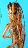 CollectionObject 1500188; d75f4c00-5e84-494e-af7d-a56c20d99ec9, MfN 5064: female, frontal view (holotype). (CollectionObject).