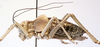 CollectionObject 1541627; 81cf80dd-0d24-48d7-8b85-941afccb8a0e: male habitus, lateral view (paratype of Deracanthina mistshenkoi). (CollectionObject).