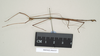 CollectionObject 1560716; NHMUK(SF IMPORT DUPLICATE) 844537, f06f00c4-7184-48a2-9b89-82e85eeb6f47: copyright Natural History Museum, London. male, lateral view (paralectotype) [= Paracalynda utilaensis (Zompro, 1998)]. (CollectionObject).
