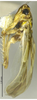 Habitus, lateral view on Arboridia (Arboridia) baiyunensis Song & Li, 2013: (Observation).