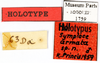 CollectionObject 1587761; MNHN(SF IMPORT DUPLICATE) MNHN-EP-EP1759, a488dff8-e2cd-4965-8220-8855e24b2f37: CC BY-NC-ND 4.0/MNHN - Depraetere Marion - 2014. Holotype, male, of armata Princis, 1963. Specimen number: MNHN-EP-EP1759. http://coldb.mnhn.fr/catalognumber/mnhn/ep/ep1759. (CollectionObject).