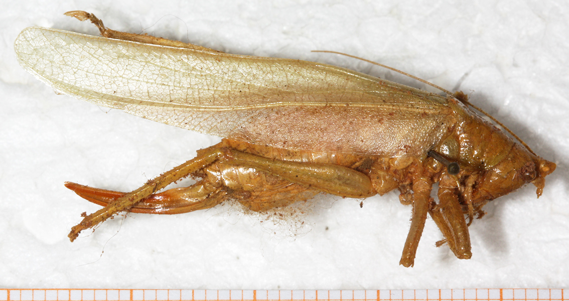 Orthoptera Species File - Vestria Nigrifrons (Karny, 1907)