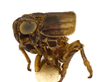 Habitus, lateral view: (Observation).