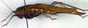 CollectionObject 1500608; 195d9e36-1b3d-4545-bb1f-167f8f4800d0, DORSA BTtroamyHTM: male, lateral view (holotype). (CollectionObject).