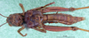 CollectionObject 1530807; 8f9f72ad-fd23-4917-92d6-2e1730d5b14f: female, ventral view (syntype). (CollectionObject).