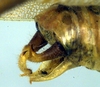CollectionObject 1500497; 98ebb98f-90f3-4cf5-a007-171774d8c514, DORSA BTaraincHTM: male cerci (holotype). (CollectionObject).