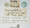 CollectionObject 1584274; 867ace51-9493-4b9d-84bb-b5af98199e8e, NHMUK010924550: labels (syntype). (CollectionObject).