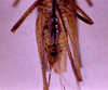 CollectionObject 1595895; a5ac5cca-0e8f-40fd-a75c-d4ee7bc720ea: female subgenital plate (syntype of Kirkaldyus manteri). (CollectionObject).