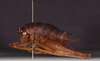 CollectionObject 1543958; f1af512c-ac63-400e-a6e9-2be491beb854: male, lateral view (holotype). (CollectionObject).