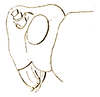 Hexacentrus unicolor Serville, 1831: Pl. 9, Fig. 4a. male head, lateral view. (Otu).