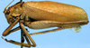 Cosmophyllum pallidulum Blanchard, 1851: male, lateral view (Chile). (Otu).