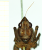 CollectionObject 1532564; 35dcb7ab-4208-4542-aefd-b9c86d185cab: female, frontal view ("neotype"). (CollectionObject).