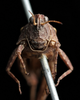 male, frontal view (syntype of Acrydium ephippium). Depicts CollectionObject 1597481; UZIU Thunberg Collection nr 22212, 30d2529e-b94b-40dd-a9d5-970c4beed028, a CollectionObject.