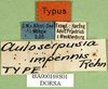 CollectionObject 1501650; cc941f1a-6003-49f8-a511-0a67bbd6b6cd, DORSA BA000169S01: labels (holotype). (CollectionObject).