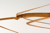 CollectionObject 1558529; 70342c40-345f-4834-95c5-42c90ee5d0a4: copyright ZMUH, Hamburg. female: head & thorax, lateral view (holotype). (CollectionObject).