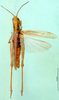 CollectionObject 1502014; 3188bf62-f140-4c15-94c6-5e7881375894, DORSA BA00629S03: female, dorsal view (syntype). (CollectionObject).