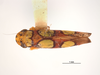 Habitus, dorsal view on Erythrogonia ladonia Medler, 1963: (Observation).