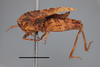 female, lateral view (syntype of Acridium hieroglyphicum) (scale bar 5 mm). Depicts CollectionObject 1596020; edbd8bd1-2f8b-489c-92fc-3b4b39a2a93e, MZLU178062, a CollectionObject.