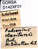 CollectionObject 1505146; fb9f711d-c6a8-460b-818d-57d6f8af0ed5, DORSA D0142XF01: labels. (CollectionObject).