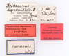 CollectionObject 1562581; bf5fa3c6-fb43-49e1-b273-44bafaee0237: copyright ZMUH, Hamburg. male, data labels (syntype). (CollectionObject).