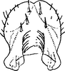 Subgenital plate: !! display not done !! on Goniagnathus (Goniagnathus) brevis (Herrich-Schäffer, 1835): Sympodite. (Observation).