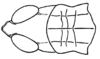 Stereotettix paralogistes Rehn, 1906: Fig. 34A. male head and pronotum, dorsal view. (Otu).
