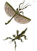 Extatosoma Gray, 1833: from Gray 1833. male and female Extatosoma tiaratum [type species], handcoloured plate. (Otu).