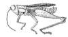 Pauracris tenera Descamps & Amédégnato, 1972: Fig. 42. male, habitus. (Otu).
