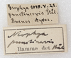 labels. Depicts CollectionObject 1532991; 79f43a5e-e047-4eb5-a1a8-d024c16442ef, a CollectionObject.
